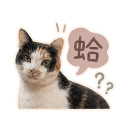 蒔玖情勒篇