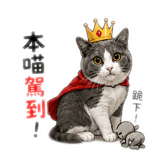 Oni小猫咪的日常-本喵駕到 系列