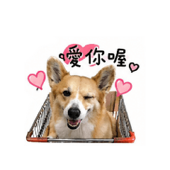 鎊鎊的問候