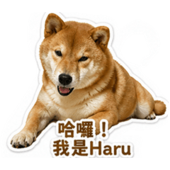 ハル的日常