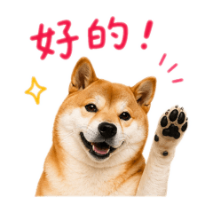柴犬嘟的日常