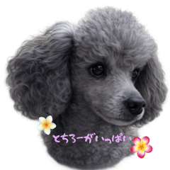 Tochiro Every Day