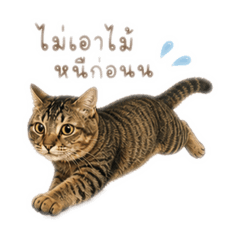 Brown Thai cat