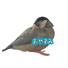 satokon_maru