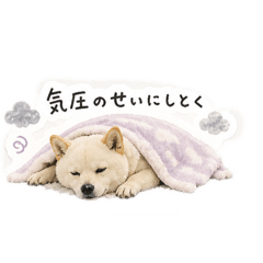 mami._20260504181834
