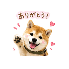 Fluffy Shiba Inu Daily stamp