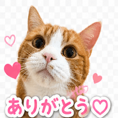 Brown MOKA  cat Stickers