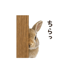 Real Wild Bunny Stickers