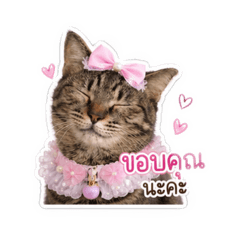 Meaw1cat