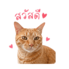 Catty_20260428133922