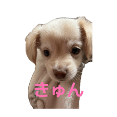 daily iro