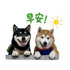 黑糖與黑豆的成長日記