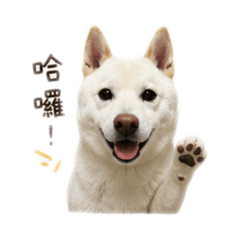 呆呆跟邦妮
