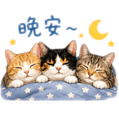 三隻貓的生活日常2