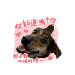嗨啾寶日常
