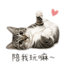 可愛的虎斑貓日常