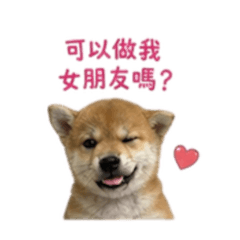 我是口愛陳小嘟①