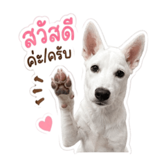 poppy_20260502202959