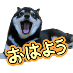 Kotetsu&Hanabi_20260504103704