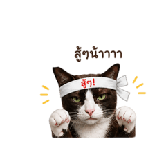 Snobby Cat Gang v.2