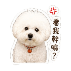 田呆寶