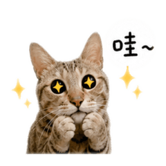 多娜喵喵