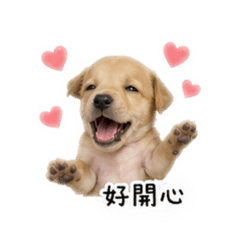 我家的臘腸狗叫皮皮