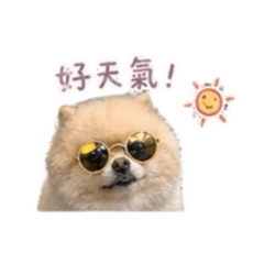 小胖胖的表情