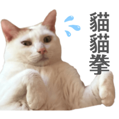 貓貓家人：小劇場篇
