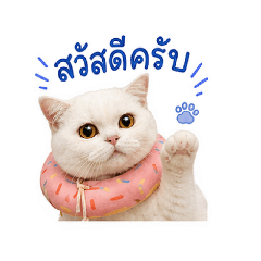 Fat cat 77 v.1