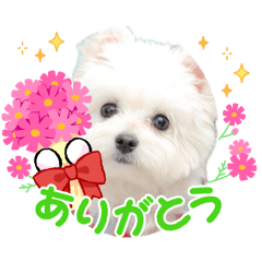shihonomama_20260504192618