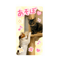 Luna_20260504192855