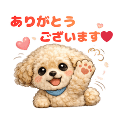 Fluffy Toy Poodle: Polite & Sweet