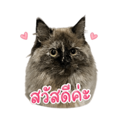 NuengruedeeP_20260428135416