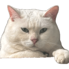 CAT_20260504114332