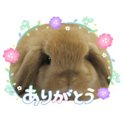 midori_20260504114941