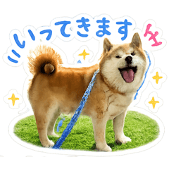 Vent Dog_20260504193538