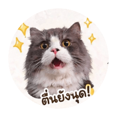 cat_20260428140125