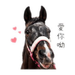 老貝大寶貝2.0