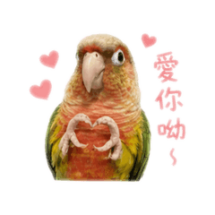 鸚鵡芒果圖