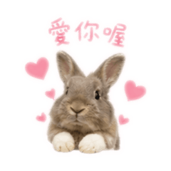 兔寶寶ㄉ日常