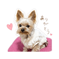 aichan_20260504121946