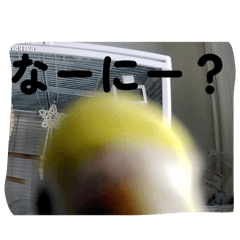 tsukune_20260504123010