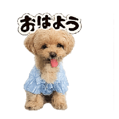 shouji_20260504200423