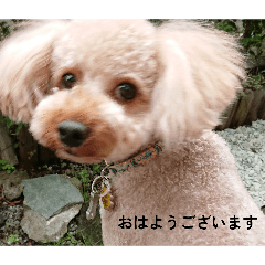 momuko_20260504200412
