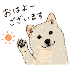 White Shiba-Inu - Daily Chat Stickers