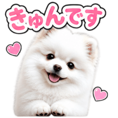 Lovely White Pomeranian Stickers