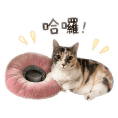 可愛Amia