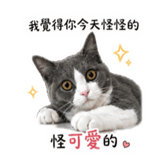 Oni小貓咪的日常-土味情話 系列