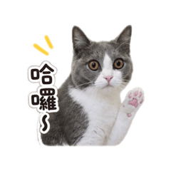 Oni小貓咪的日常-日常 系列